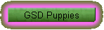 GSD Puppies