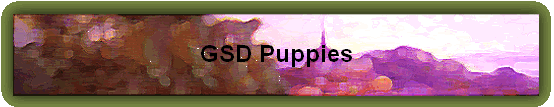 GSD Puppies
