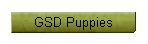 GSD Puppies