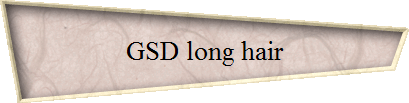 GSD long hair