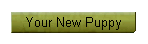 Your New Puppy
