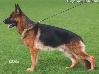 Small picture of Diego vom Nadelhaus
