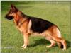 Small picture of V56 Flick vom Baronenwald