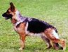 Small picture of V Esther vom Nassauer Berg