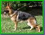 Small picture of Bella vom Nadelhaus