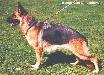 Small picture of V Bonnie vom Langenbungert