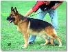 Small picture of VA2 VICE SIEGER-NASS Hassan vom Schwalmbergtal