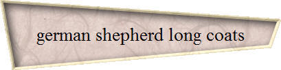 german shepherd long coats