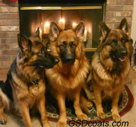 We specialize in California long hair and plush coated German Shepherd 